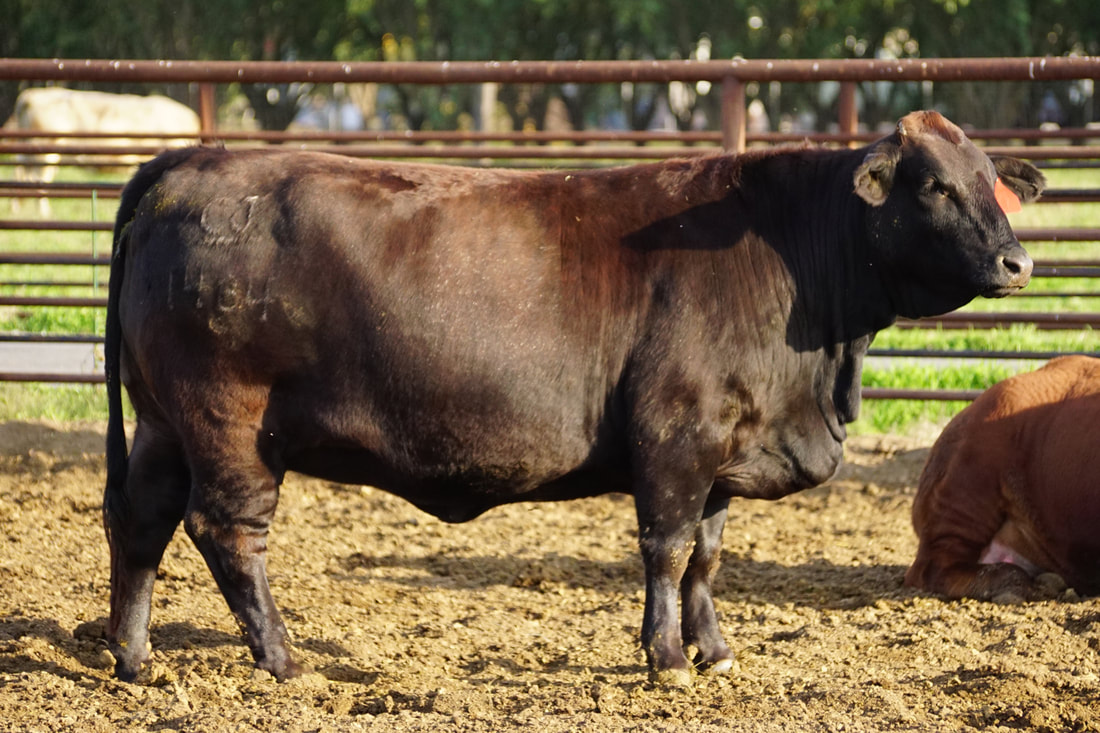 Miss Cj 1434 Beefmaster Cow Beefmasters Of Valley Home