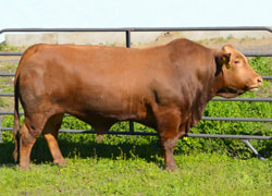 ensor 123 beefmaster bull