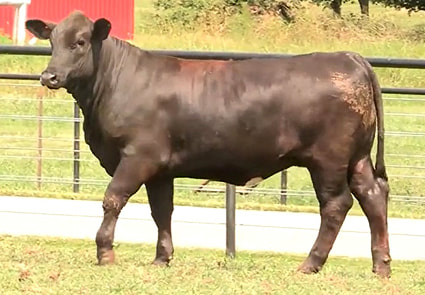 Channarock 1918 beefmaster cow