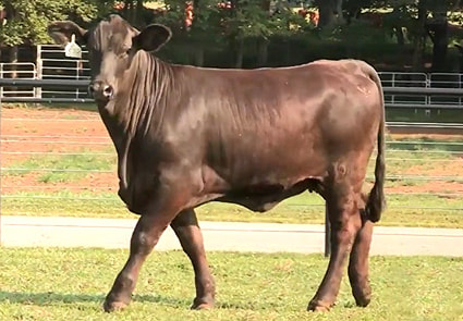 Channarock 1918 beefmaster cow