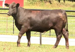 Beefmaster cow channarock farm Smooth Rose