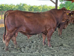 Valley Home Saddle Tramp beefmaster bull