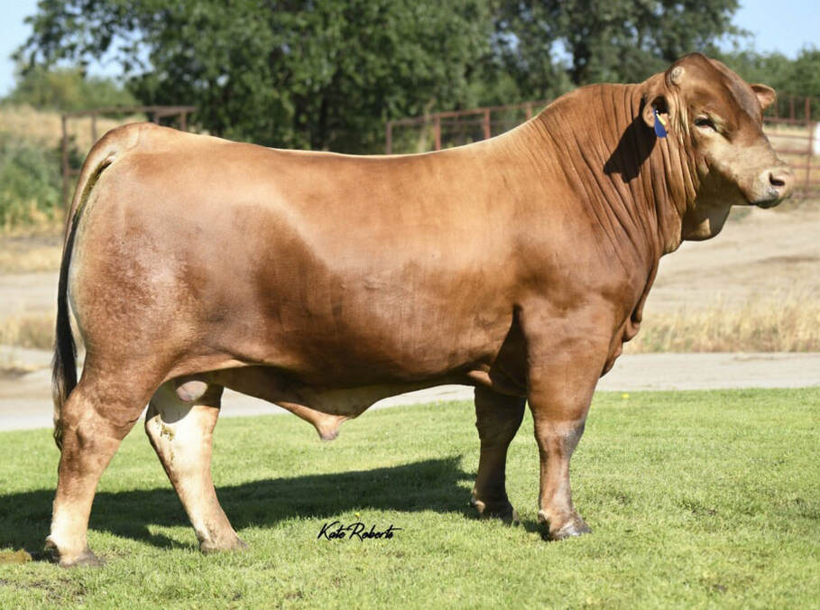 KFB Bootlegger beefmaster bull