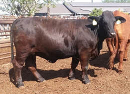 Valley Home Revoked beefmaster cow