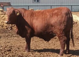 WPR'S Nicolette beefmaster cow