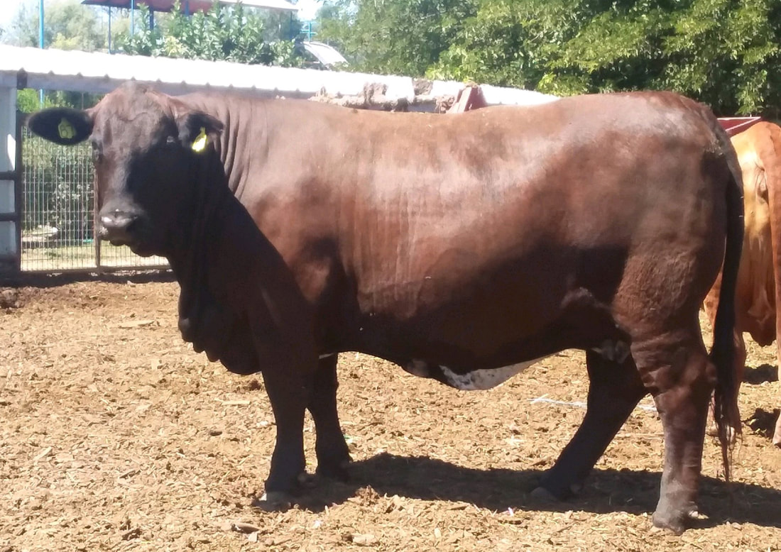 Valley Home Resentful Beefmaster cow